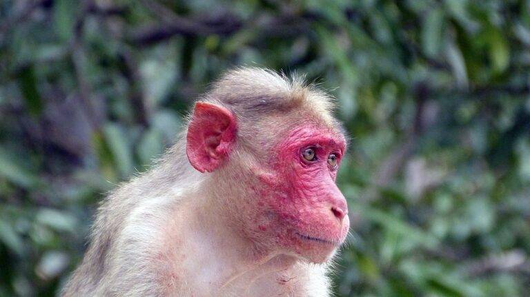 The Impact of Political Lobbying on City Elections